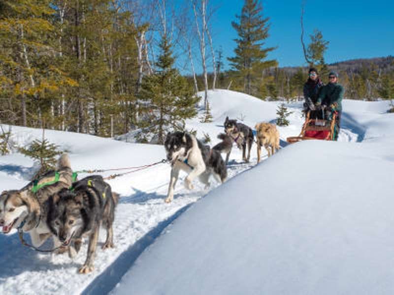 Découverte du traîneau à chiens à Saint-Siméon, Charlevoix