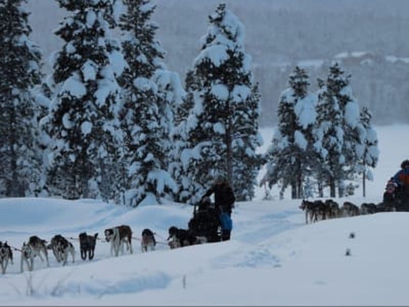 Billet Excursion d'une nuit en chiens de traîneau en Laponie suédoise au départ de Kiruna