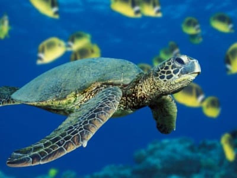 Excursion de snorkeling à Favignana, îles Égades, Sicile