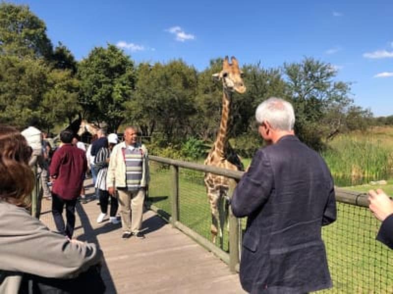 Billet Safari aux lions et visite du village culturel de Lesedi au départ de Johannesburg