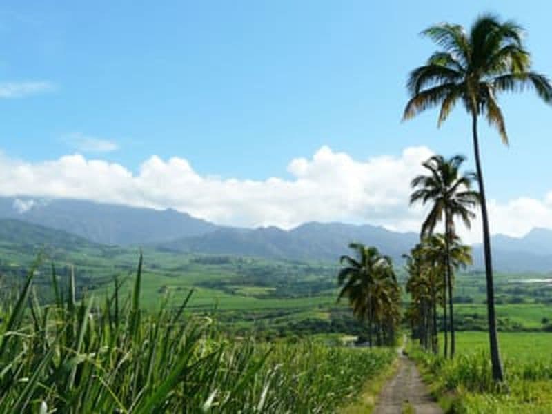 Billet Excursion guidée en van dans l'est de La Réunion