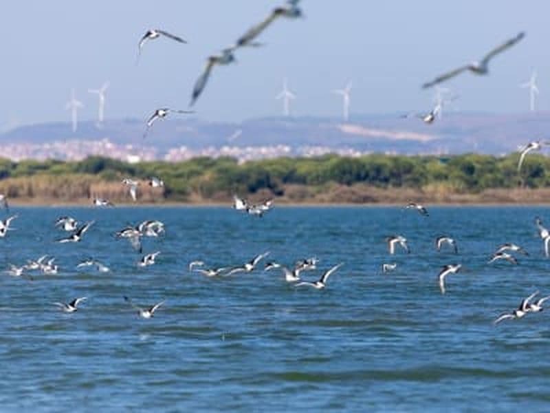 Excursion en bateau pour observer les oiseaux dans l'estuaire du Tage, au départ de Lisbonne