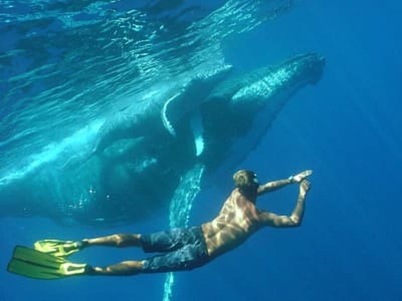 Billet Safari Baleines sur l'île de Mayotte