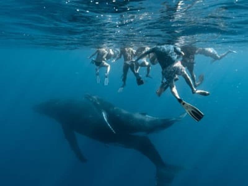 Billet Excursion pour nager avec les baleines à Moorea