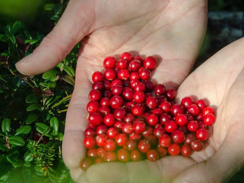 Billet Randonnée de cueillette de baies et de champignons arctiques à Rovaniemi
