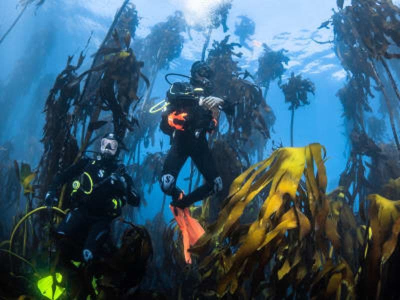 Billet Excursion en bateau de plongée sous-marine au Cap