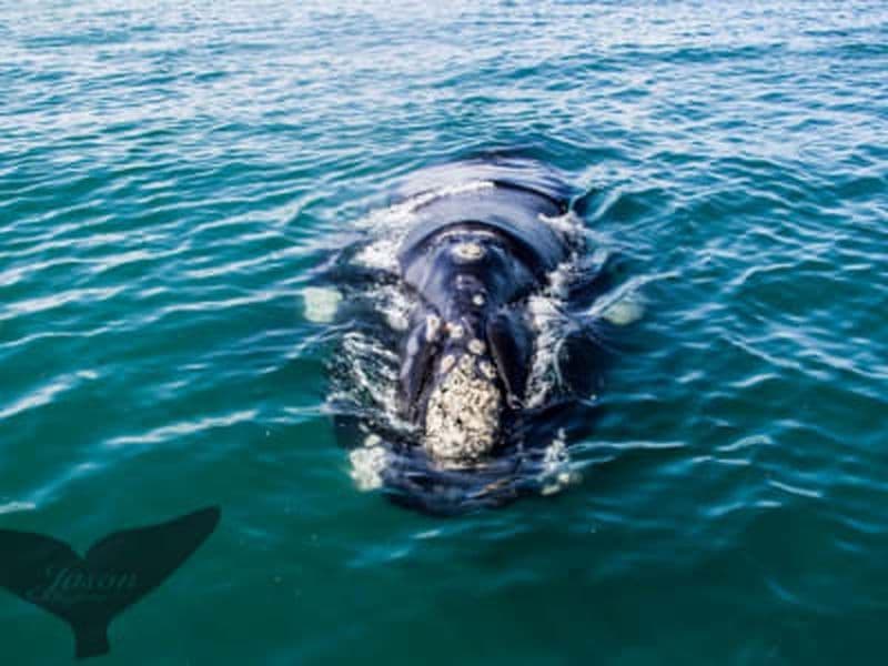 Billet Excursion en bateau d'observation des baleines dans la baie de Walker, au départ du Cap