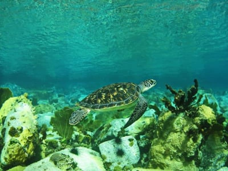 Excursion guidée de snorkeling avec les tortues aux Trois-Îlets, Martinique