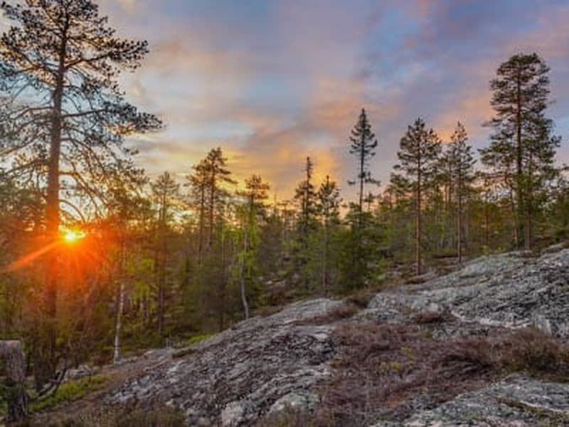 Billet Randonnée estivale dans la nature à Rovaniemi