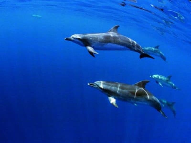 Nage avec les dauphins sur l'île de Terceira, Açores