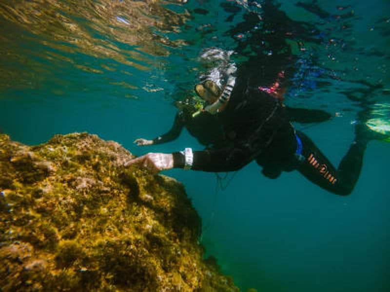 Billet Snorkeling dans le Parc Naturel du Golfe du Lion, au départ d’Argelès-Sur-Mer