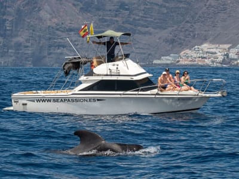 Billet Excursion en bateau pour observer les baleines depuis la plage de San Juan, Tenerife