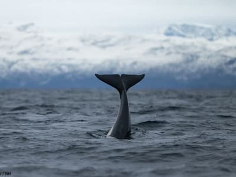 Safari d'observation des fjords et des baleines au départ de Tromsø