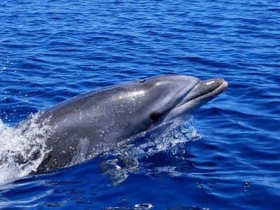 Billet Excursion en bateau à la rencontre des dauphins et apéritif à Lampedusa, Sicile