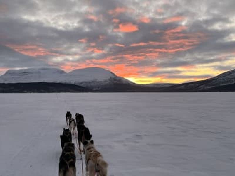 Billet Conduite de chiens de traîneau dans la vallée de Skibotn en soirée, près de Tromsø