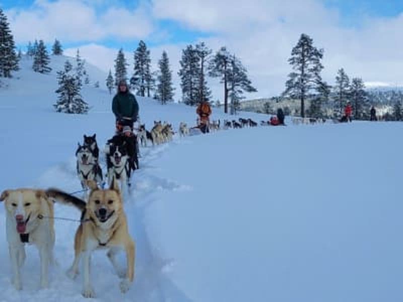 Billet Demi-journée excursion de traîneau à chiens à Kopperå près de Trondheim