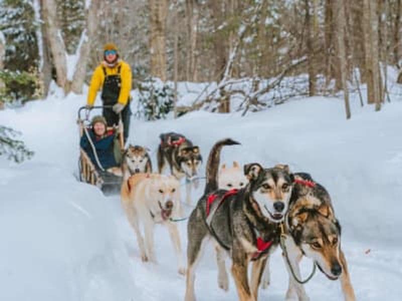 Balade en traîneau à chiens dans les Hautes-Laurentides, Québec