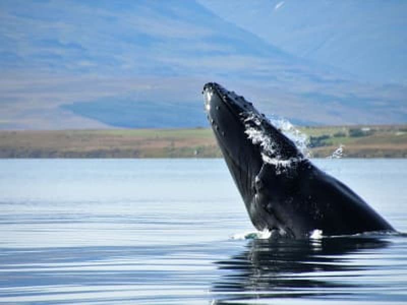 Billet Observation des baleines dans le fjord Eyjafjörður depuis Akureyri