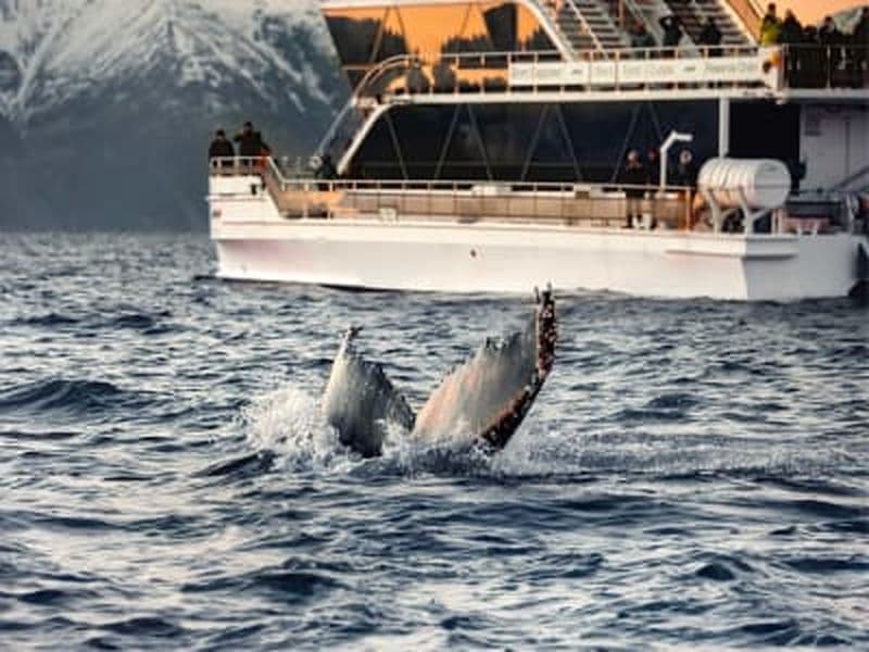 Observation des baleines en bateau électrique depuis Tromsø
