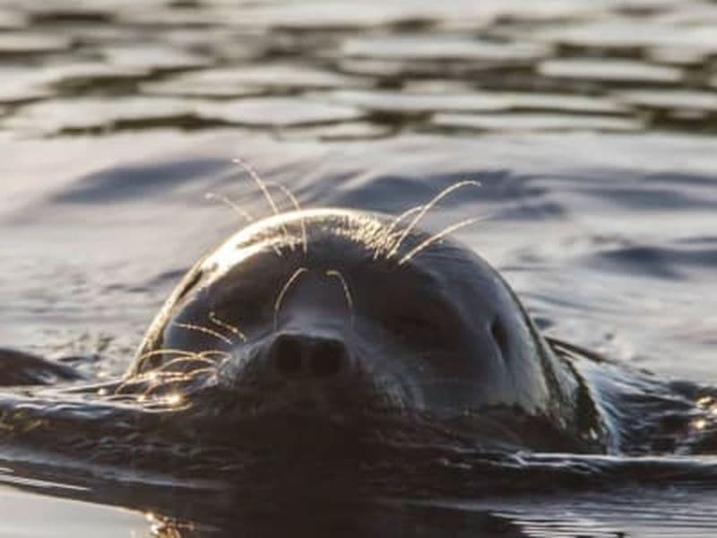 Billet Safari écologique en bateau sur le lac Saimaa au départ de Puumala