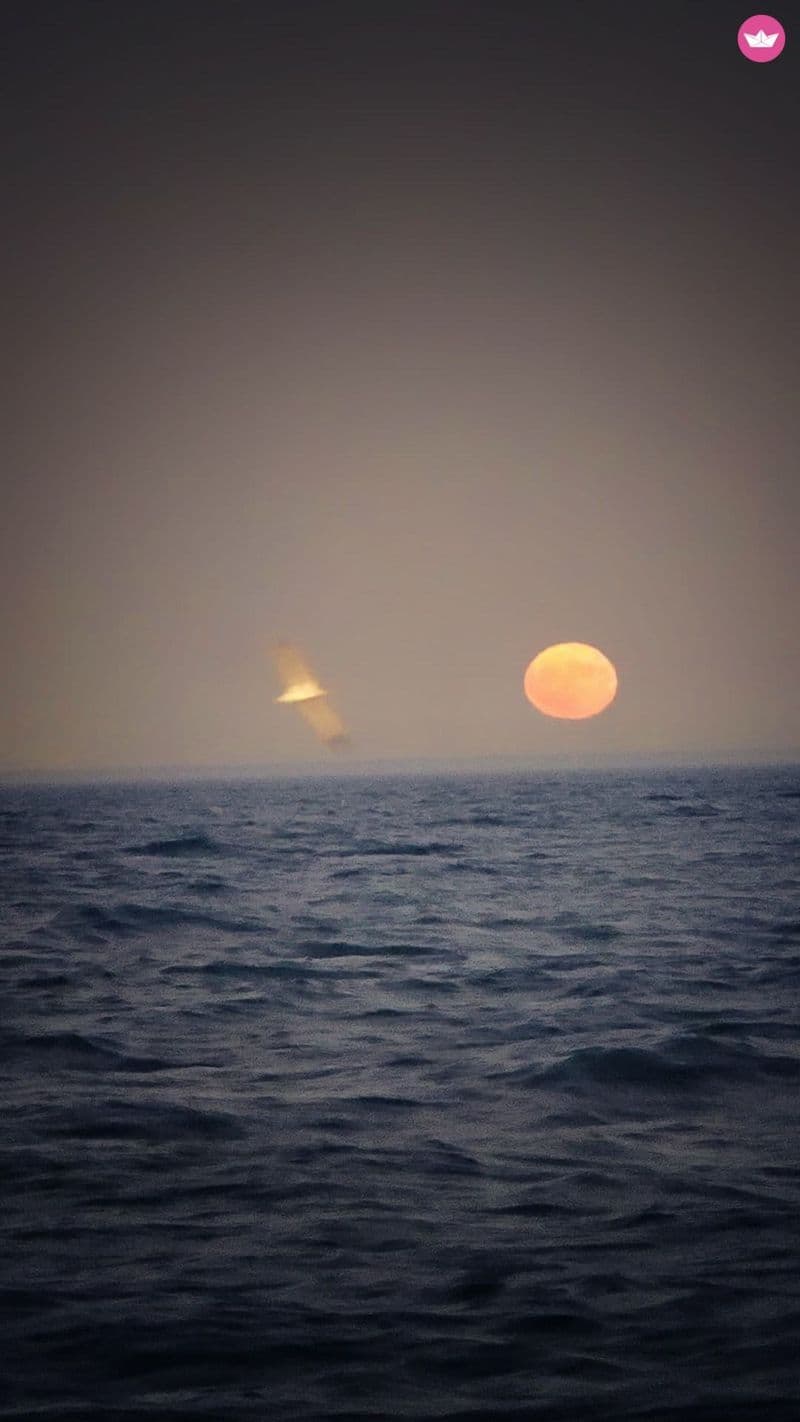 Billet Navigation nocturne avec vin : croisière de 2 heures en soirée