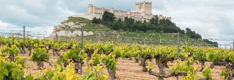 Billet Visite à la découverte du vin de la Ribera del Duero