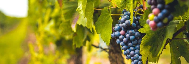 Billet Excursion dans une cave du Priorat