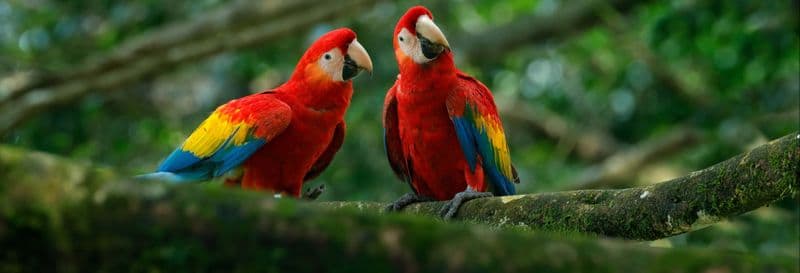 Billet Excursion à Agroflori et à Villa Albina