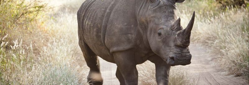 Billet Excursion privée dans la réserve de Bandia et au lac Rose