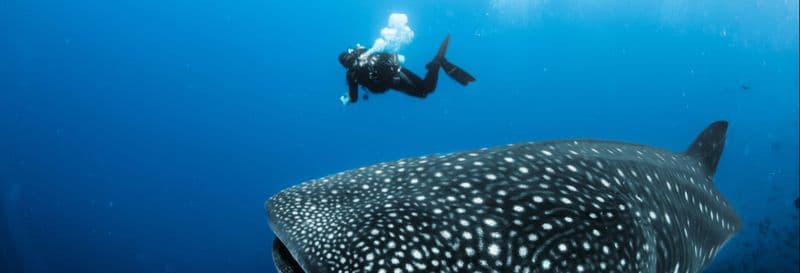 Billet Nager avec des requins baleines