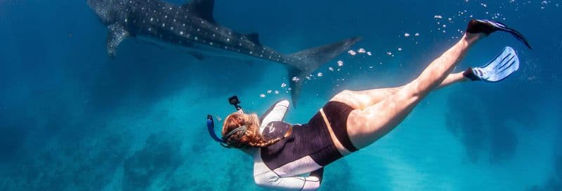 Billet Nager avec des baleines à bosse ou des requins-baleines sur la côte de Ningaloo
