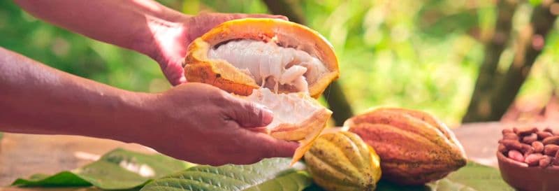 Visite de la plantation de cacao Vila Rosa