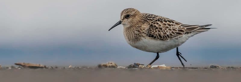 Observation d'oiseaux marins sur la côte de São Miguel