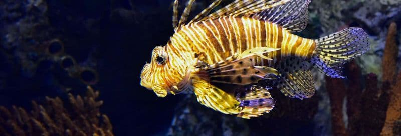 Billet Excursion à Valence + Oceanogràfic et Hemisfèric