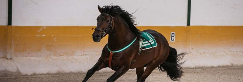 Spectacle équestre à El Ranchito