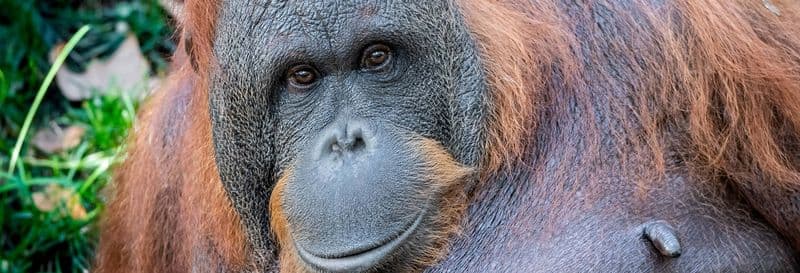 Billet Billet pour le Zoo de Barcelone