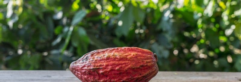 Visite d'une plantation de cacao