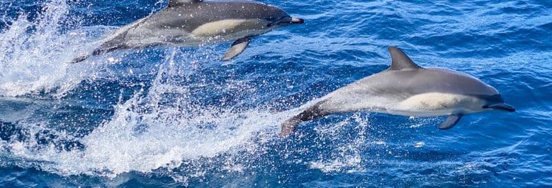Nage avec les dauphins à São Miguel