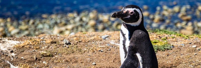 Observation de pingouins sur l'île Cachagua