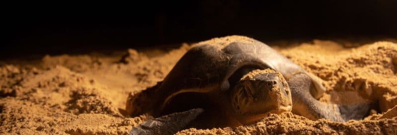 Billet Observation de nuit des tortues de mer