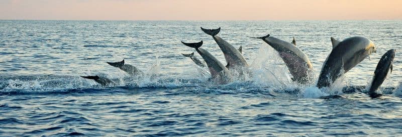 Nage avec des dauphins à Lovina