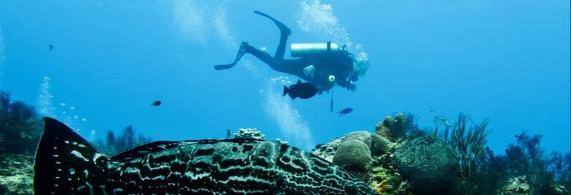Billet Plongée sous-marine à Bocas del Toro