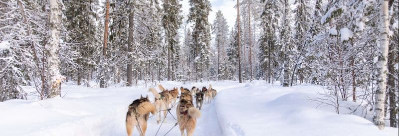 Balade en traîneau tiré par des chiens huskies à Rovaniemi