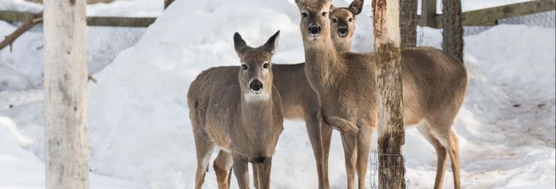 Billet Billet pour le Ranua Wildlife Park