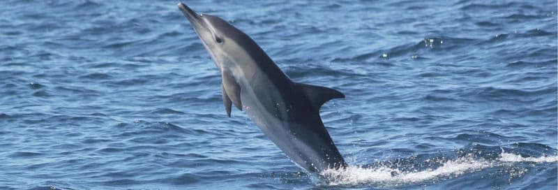 Observation de dauphins à Sagres