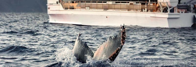 Observation de baleines dans les fjords de Norvège