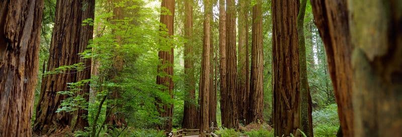 Excursion à Muir Woods & Sausalito