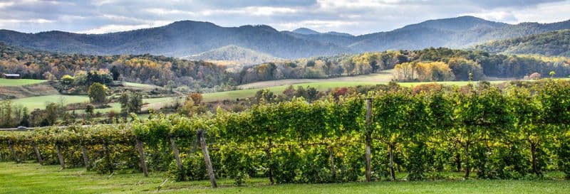 Visite des vignobles et des domaines viticoles de Virginie