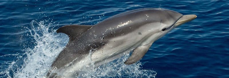 Observation de dauphins à Benalmádena