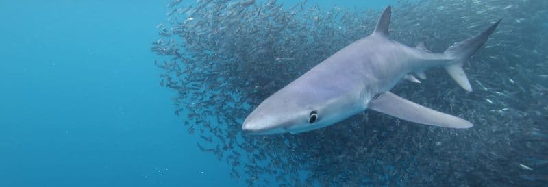 Snorkeling avec des requins sur l'île de Faial